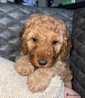Cockapoo dogs 6 cockapoo F1 puppies seeking their forever homes - Advert 1