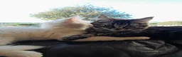 Mixed Breed cats for sale: 4 attractive Turkish Angora/Maine Coon kittens in Newquay - Advert 16
