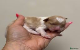 Toy Poodle dogs for sale: Tiny, rare parti poodle puppies. Red & white.  - Image 13
