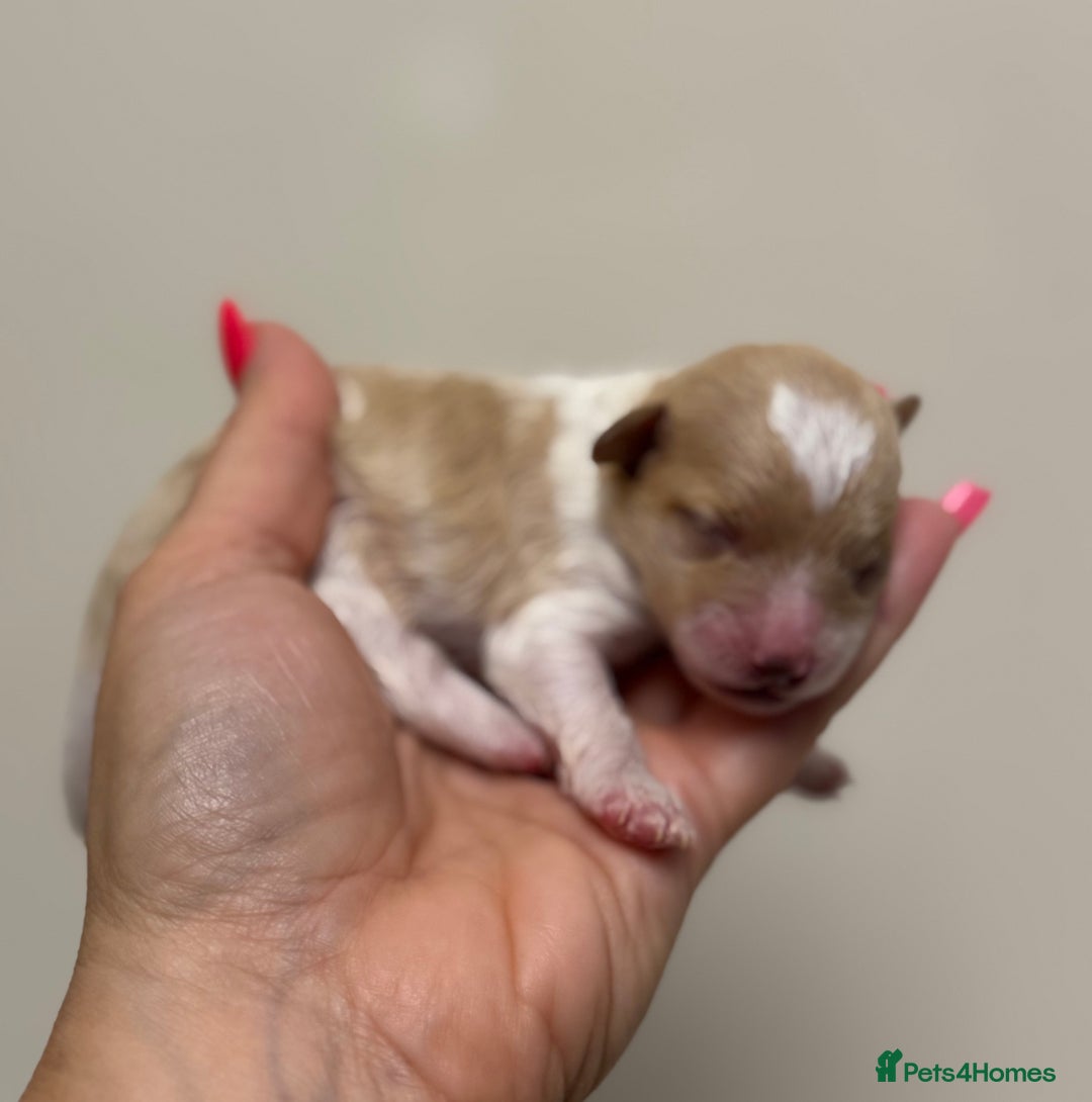 Toy Poodle dogs for sale: Tiny, rare parti poodle puppies. Red & white.  - Image 13