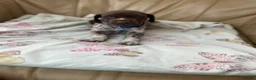 German Shorthaired Pointer dogs for sale: German shorthaired pointer  - Advert 8