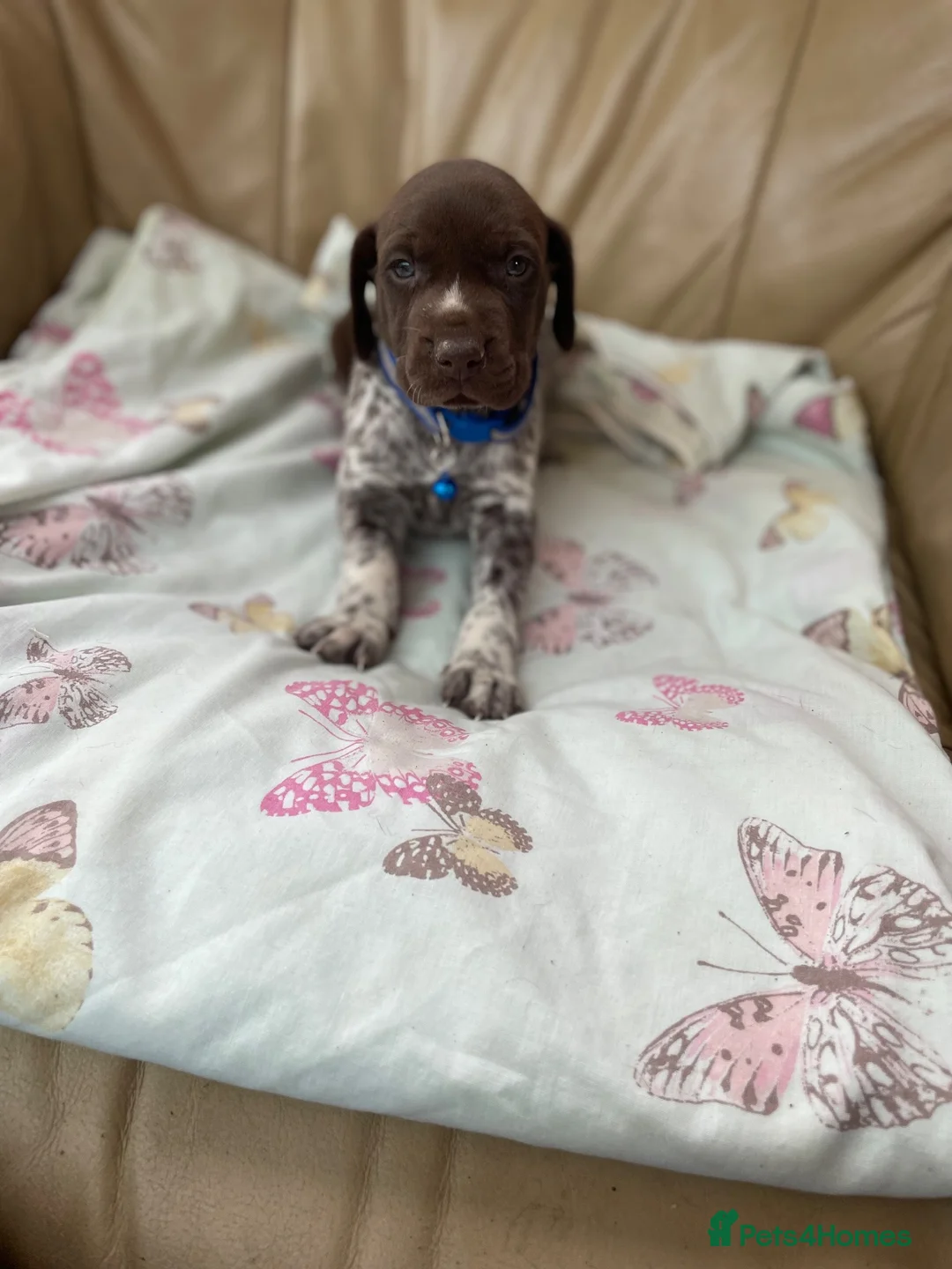 German Shorthaired Pointer dogs for sale: German shorthaired pointer  - Advert 8