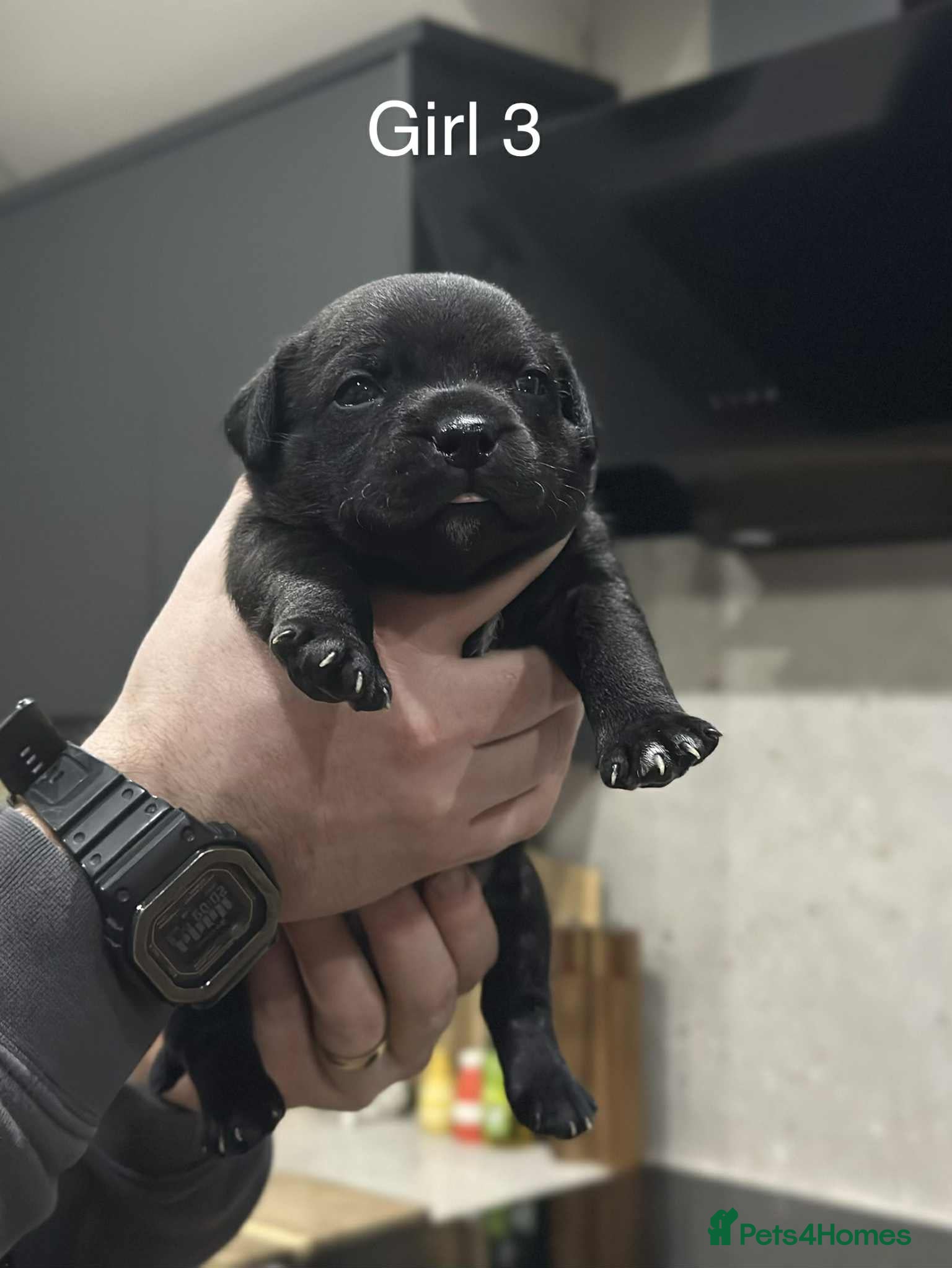 Staffordshire Bull Terrier dogs Blue/Black Staffordshire Bull Terrier Puppies - Advert 5