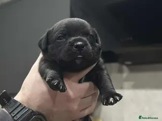 Staffordshire Bull Terrier dogs Blue/Black Staffordshire Bull Terrier Puppies - Advert 5