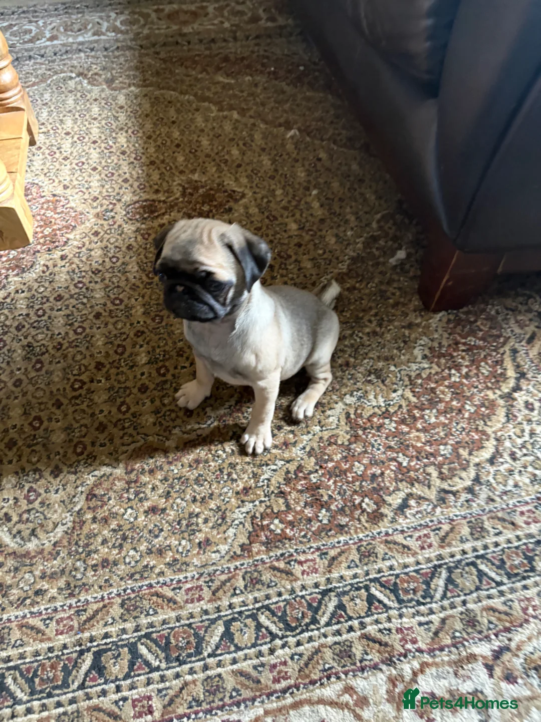 Pug dogs for sale: Beautiful 12 week old pug puppy for sale - Advert 2