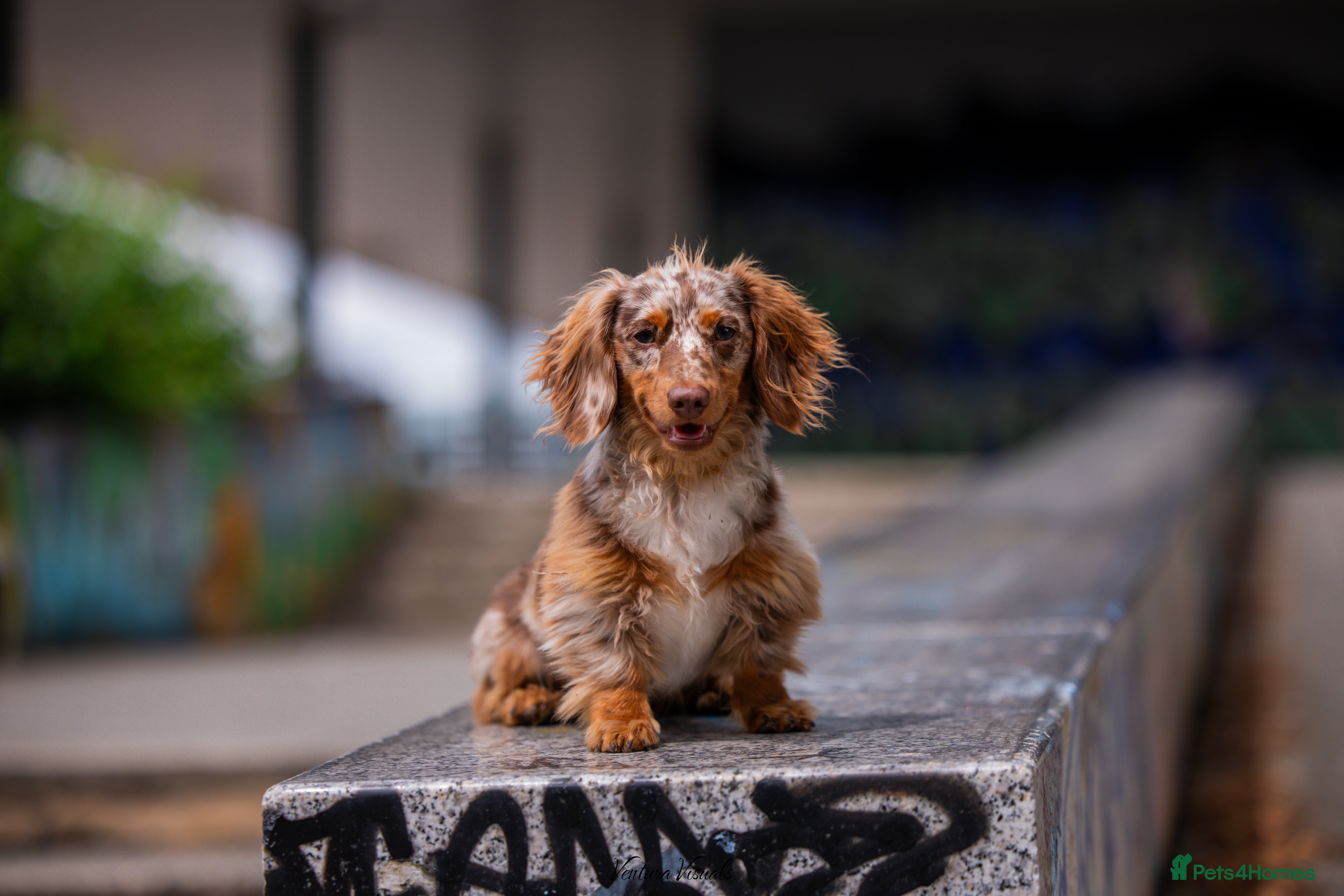 Dachshund dogs Dapple chocolate tan  in Bedford - Advert 16