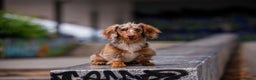 Dachshund dogs for stud: Dapple chocolate tan  in Bedford - Advert 1
