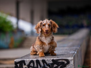 Dachshund dogs Dapple chocolate tan in Bedford - Advert 1