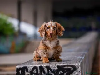 Dachshund dogs Dapple chocolate tan in Bedford - Advert 2