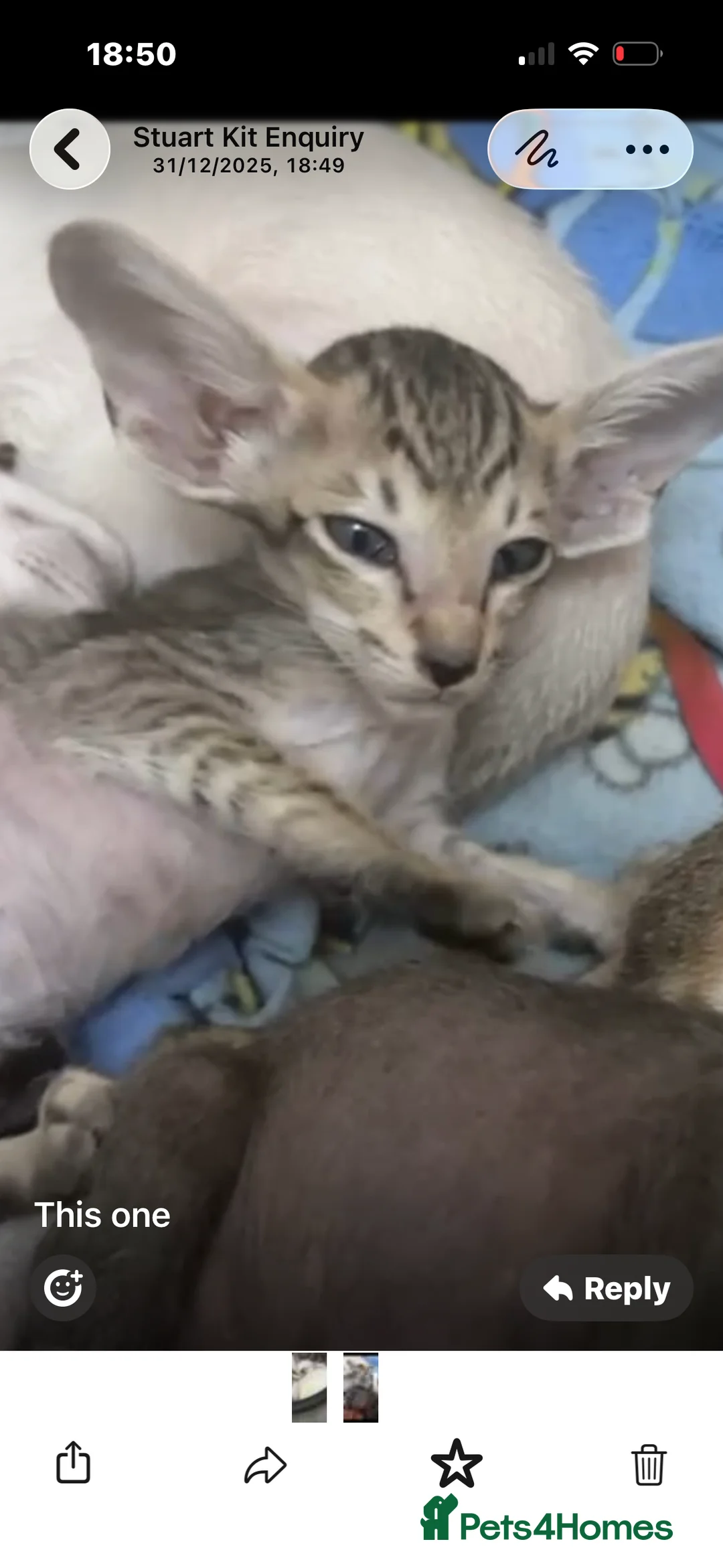 Siamese cats for sale: AMAZING SIAMESE and ORIENTAL BABIES - Advert 4