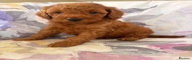 Labradoodle 7