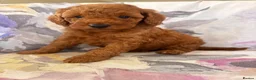Labradoodle dogs for sale: LICENSED BREEDER F2b miniature labradoodles - Advert 39