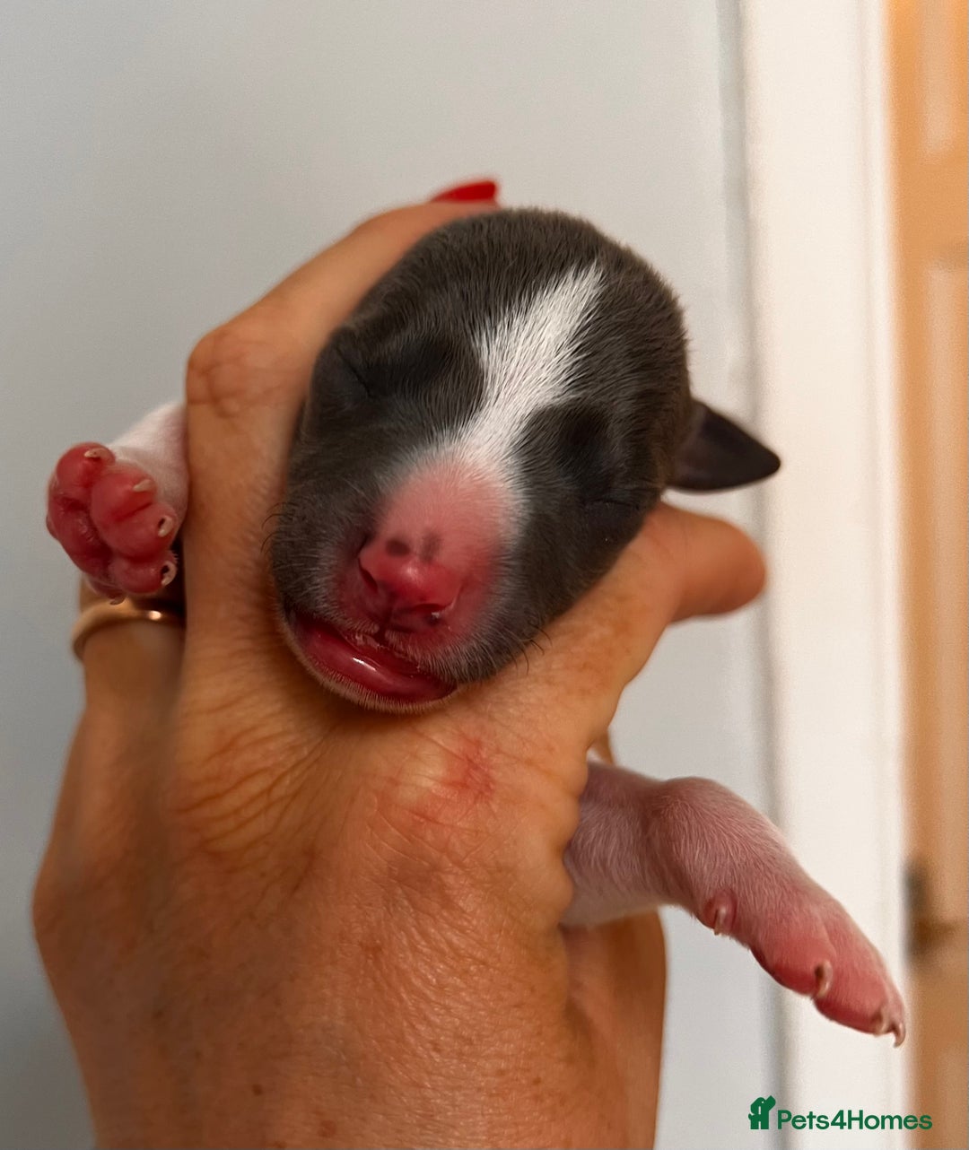 Whippet dogs for sale: Lovely petite Whippets - Image 26