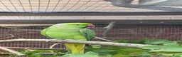 Ringnecks birds for sale: Adult male Indian ringneck - Advert 2