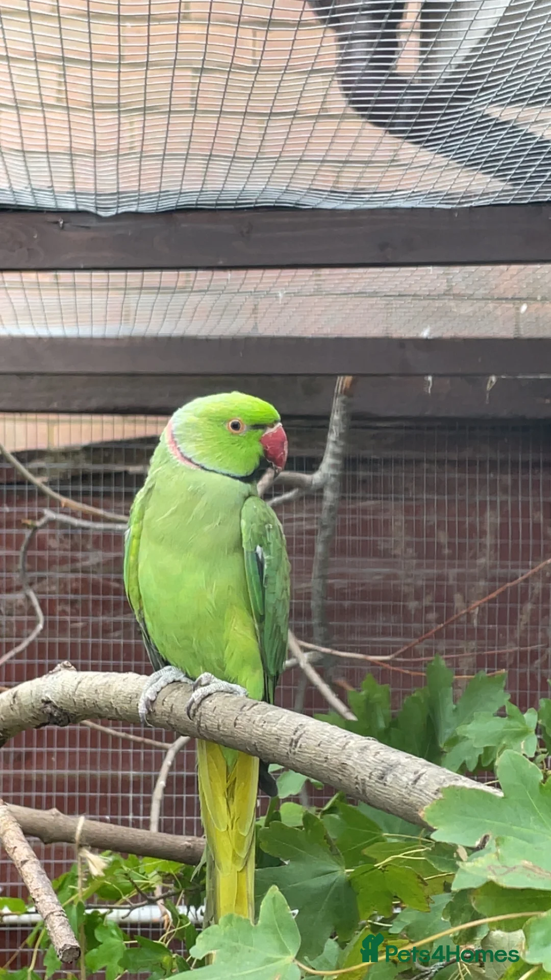 Ringnecks birds for sale: Adult male Indian ringneck - Advert 2