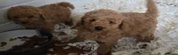 Miniature Poodle dogs for sale: Fox Red miniature poodle puppies  - Advert 11