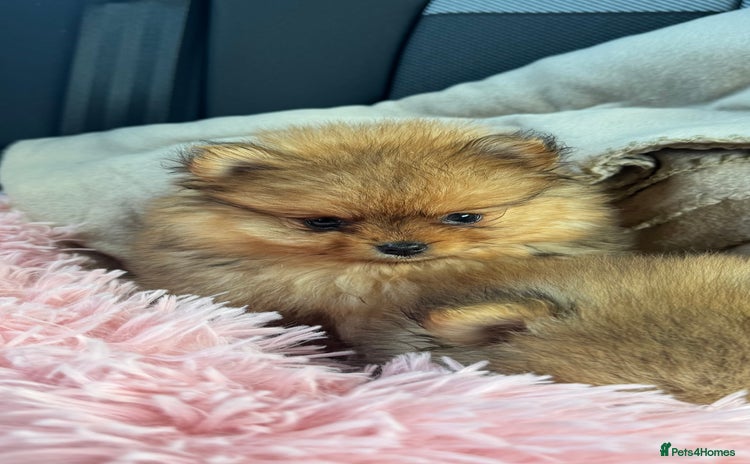 Pomeranian dogs - Advert 4