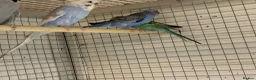 Budgerigars birds for sale: Budgies  - Advert 4