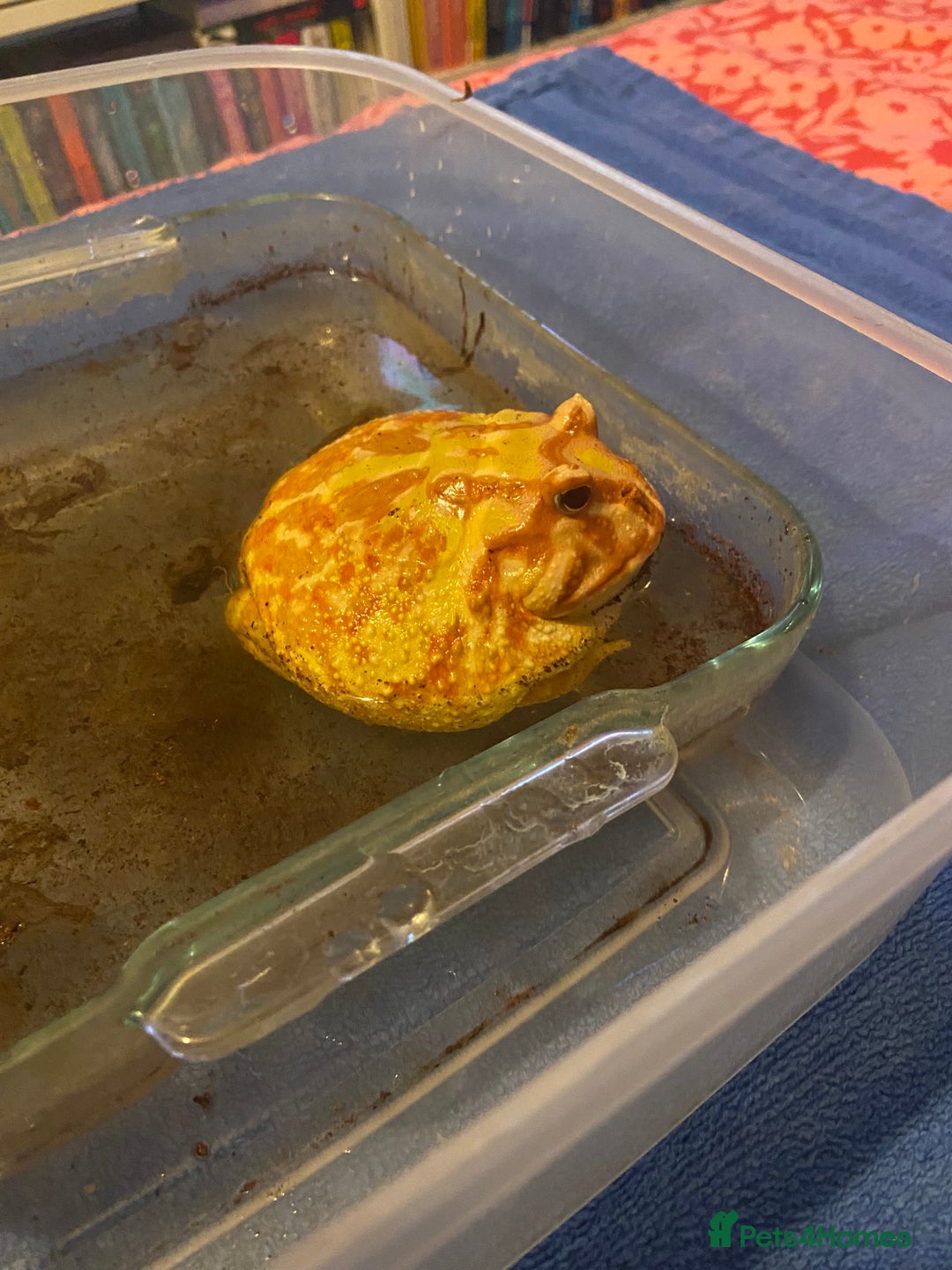 Frog reptiles for sale: Female Pac-Man frog - Image 7