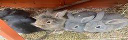 Mini Lop rabbits for sale: A Mix of Mini lop and Mini Lion Lop - Advert 31