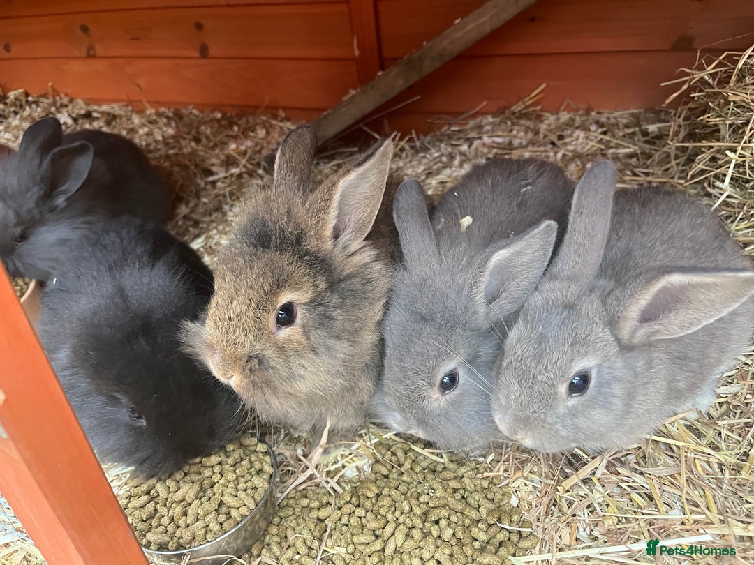 Mini Lop rabbits for sale: A Mix of Mini lop and Mini Lion Lop - Advert 31