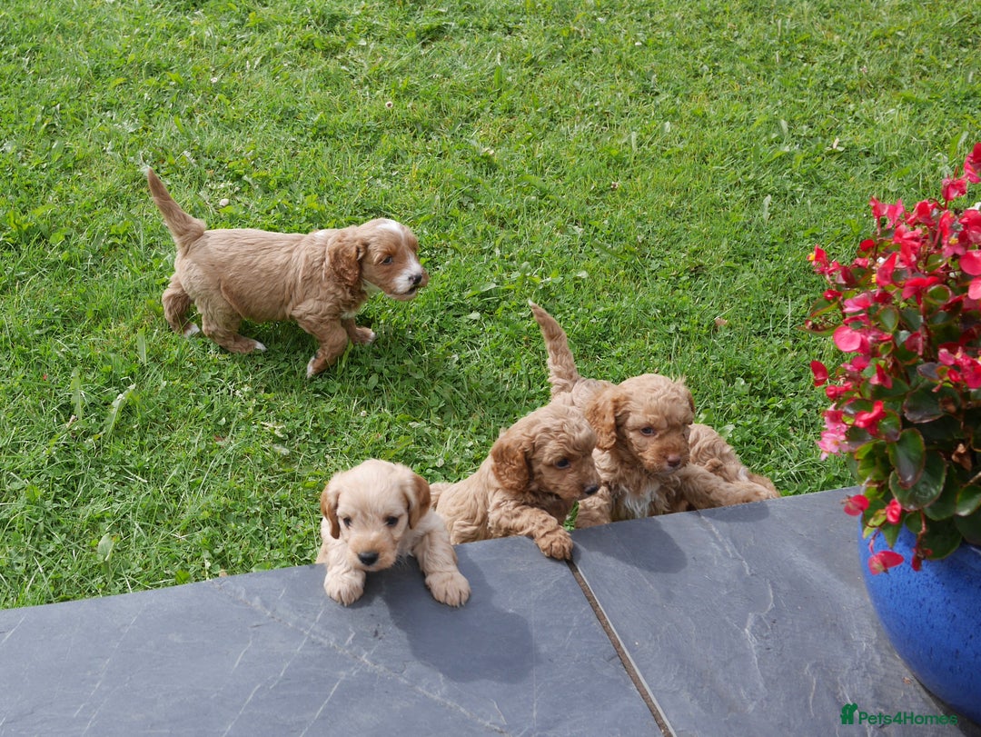 Cavapoo dogs for sale: Stunning F1b Health Tested Miniature Cavapoos - Image 10