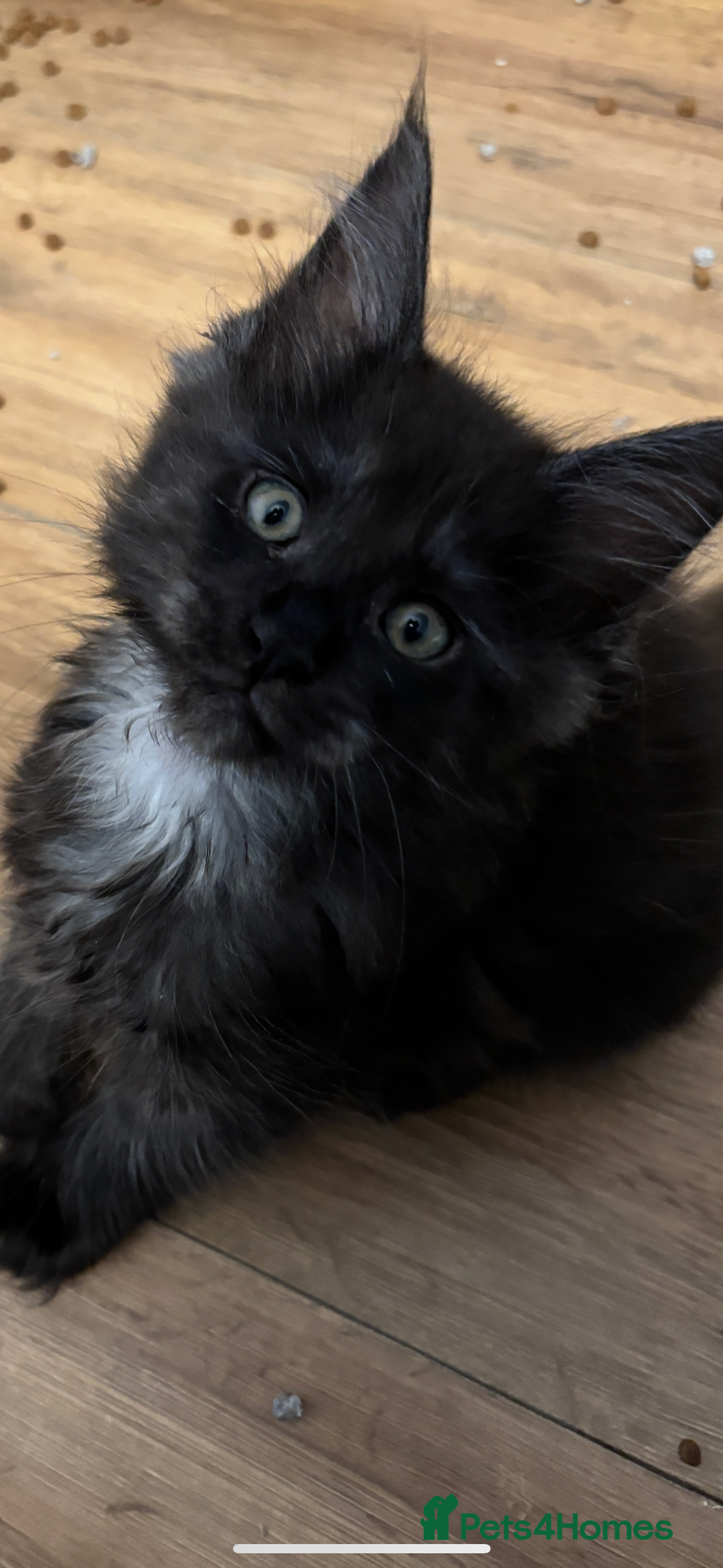 Maine Coon cats for sale: Stunning black smoke main coon boys  - Advert 6