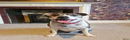Mixed Breed dogs for adoption: Zack - In Ayr Looking for a home  - Advert 9