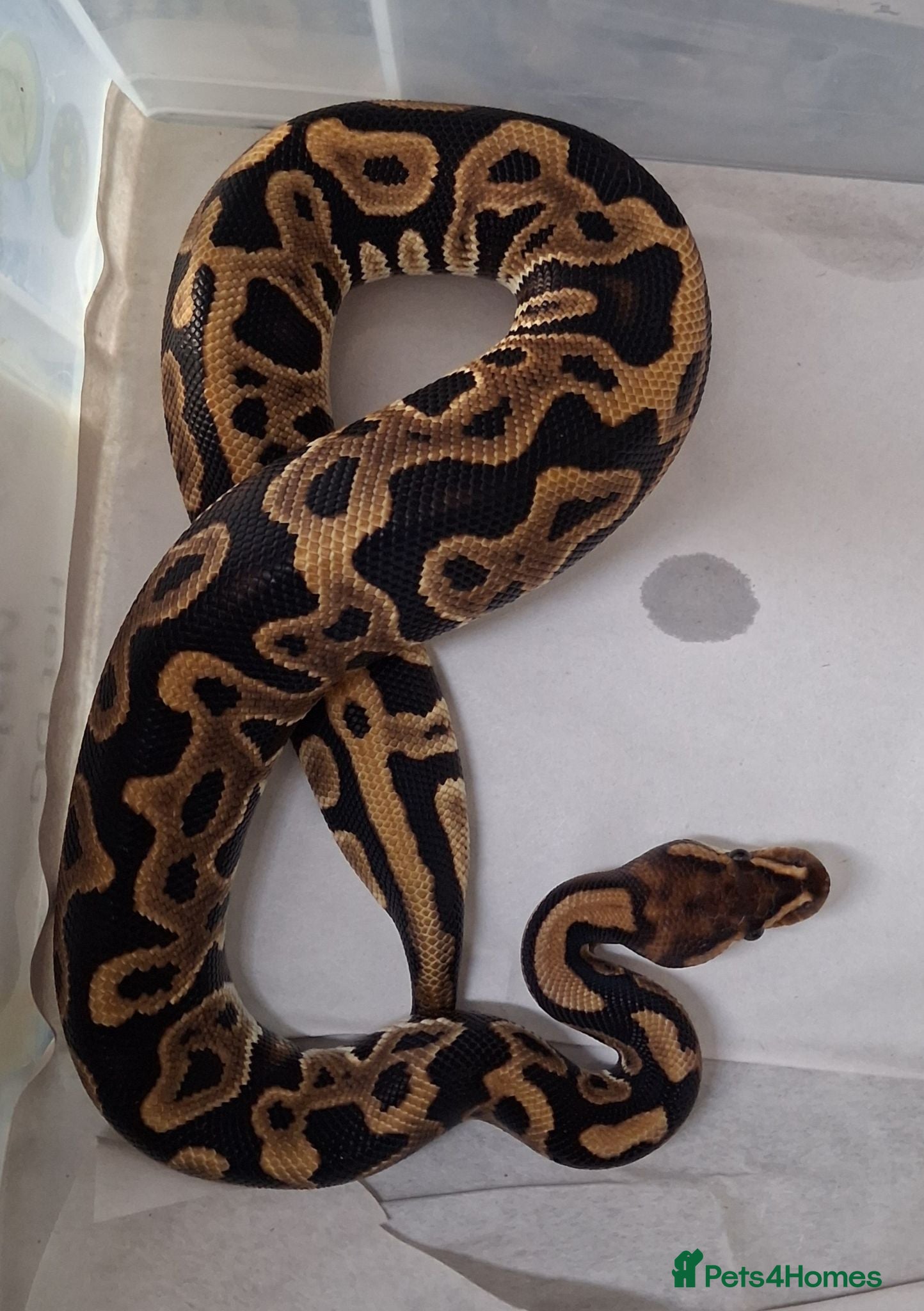 Python Snake reptiles Royal Python Morphs Males - Advert 1