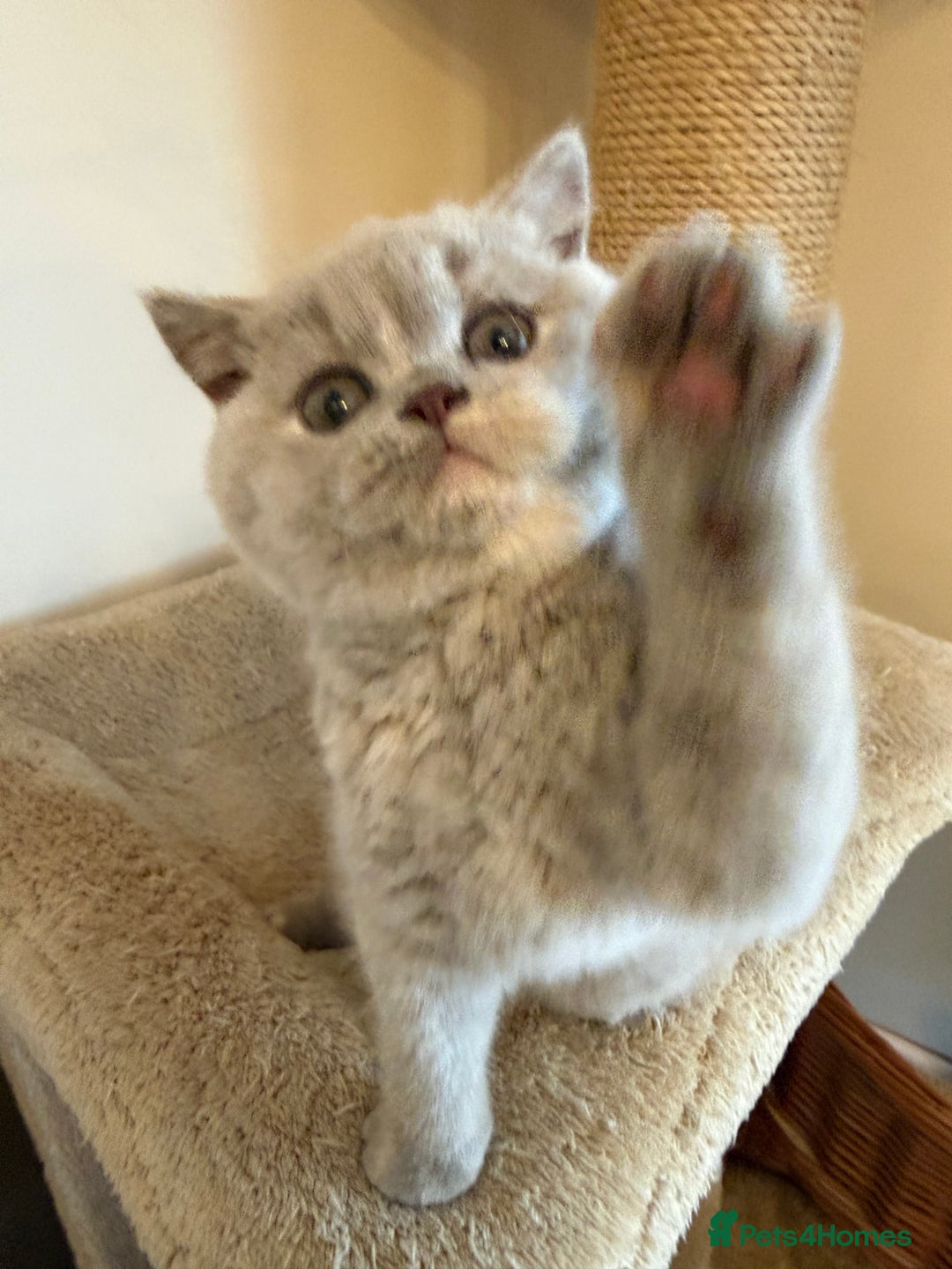 British Shorthair cats for sale: Lilac Tortie British Shorthair Female - Advert 9