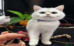 British Shorthair cats for sale: Tica British short hair kittens  - Image 28