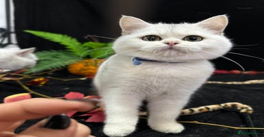 British Shorthair cats - Advert 3