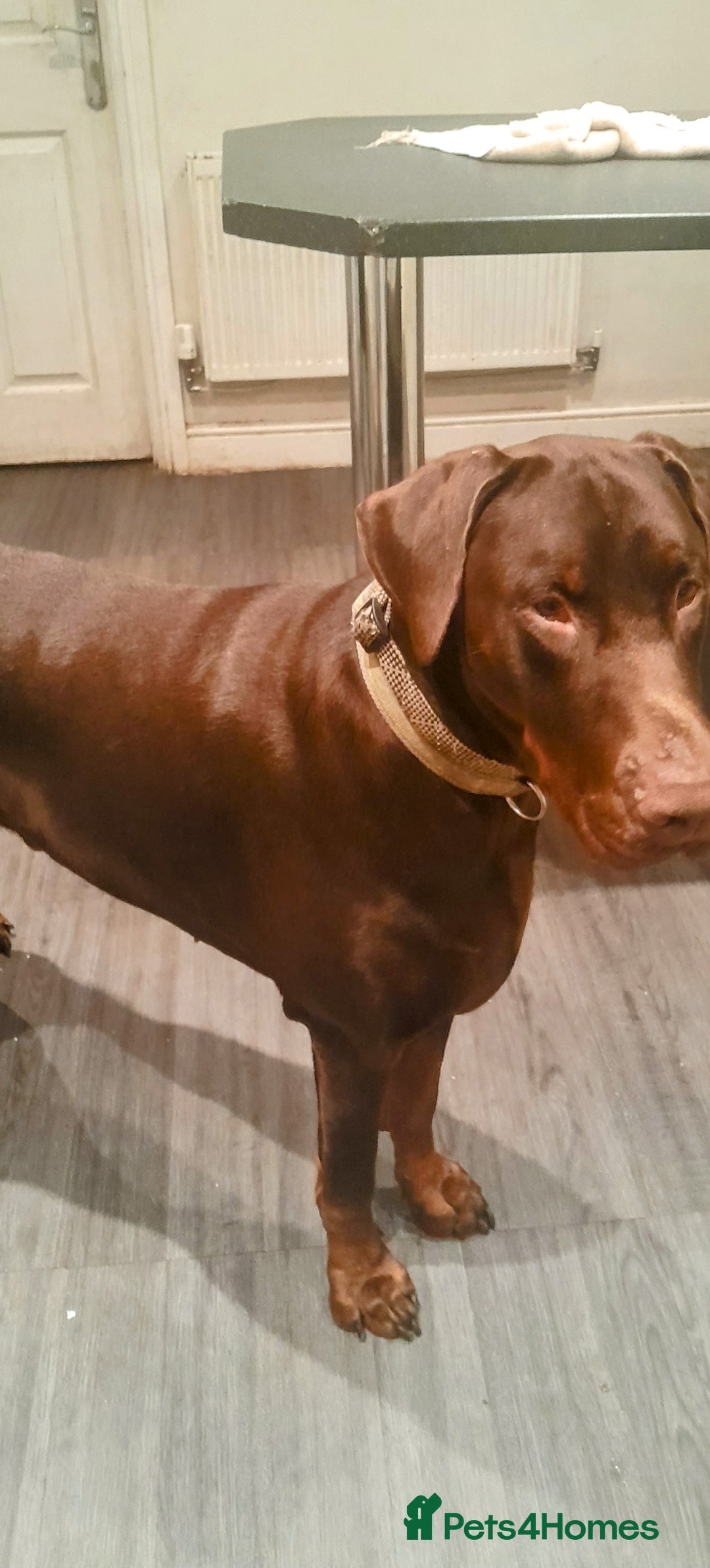 Dobermann dogs for sale:  LOUIS 3 YR OLD DOBERMANN DOG £800  - Advert 10