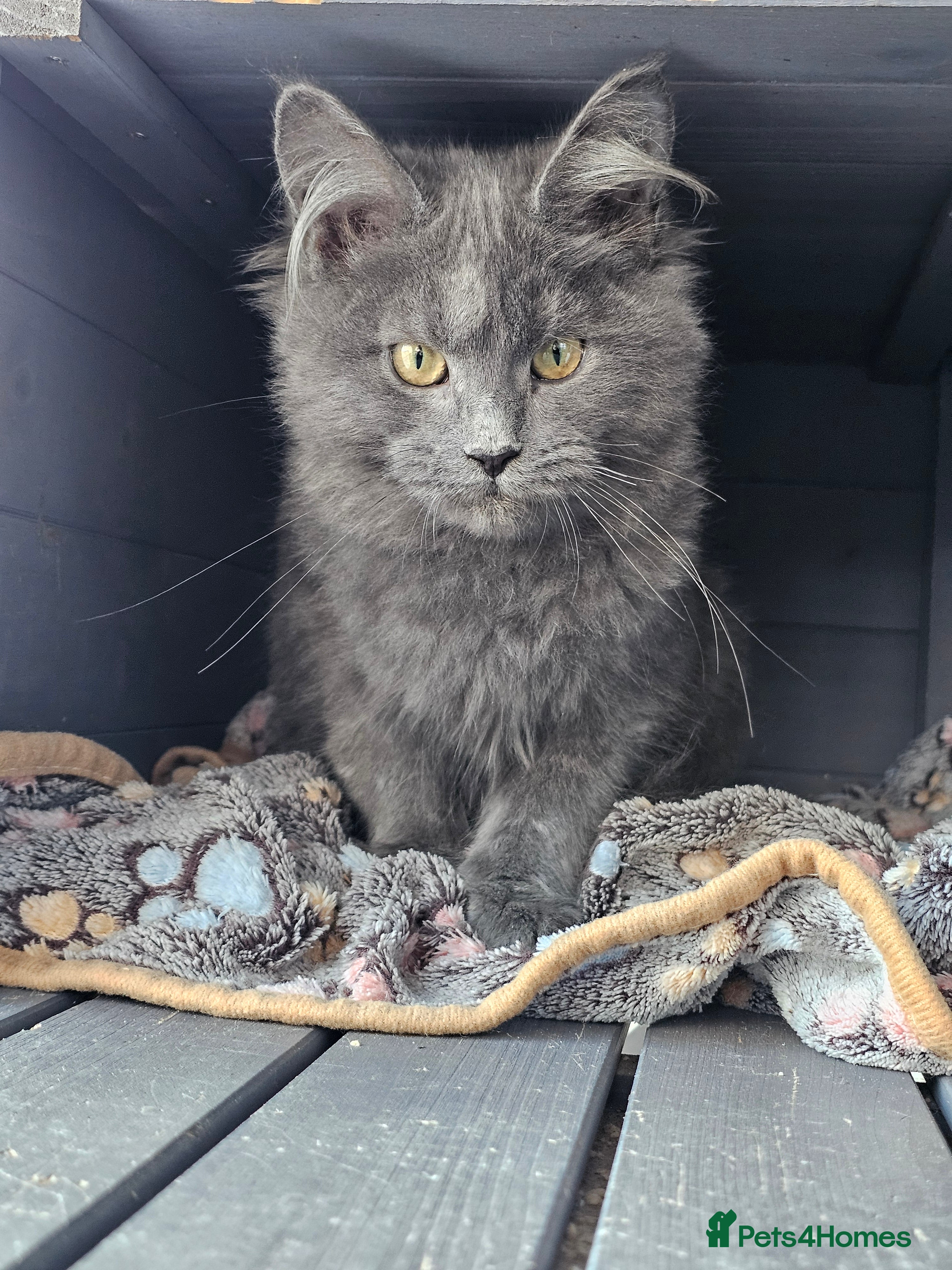 Maine Coon cats 🔥*STUNNING Litter of 6 Solid*💎*Blue Maine Coon💎 - Advert 6