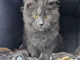 Maine Coon cats 🔥*STUNNING Litter of 6 Solid*💎*Blue Maine Coon💎 - Advert 6