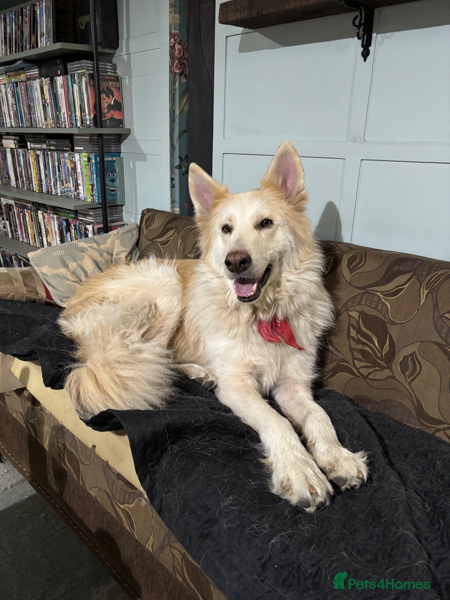 White Swiss Shepherd dogs for sale: Toffee - Advert 7