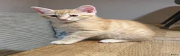 Maine Coon cats for sale: Beautiful Maine Coon x Silver British shorthair - Advert 19