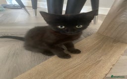 York Chocolate cats for sale: York Choclate Male and female kitten  - Image 3