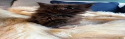Maine Coon cats for sale: Maine Coon kittens  - Advert 7