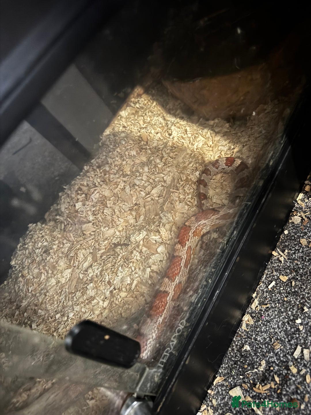 Corn Snake reptiles for sale: Corn snake with cabinet/terrarium - Image 2