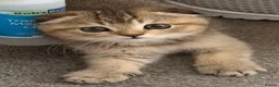 British Shorthair cats for sale: BSH BLACK GOLDEN CHINCHILLA - Advert 2