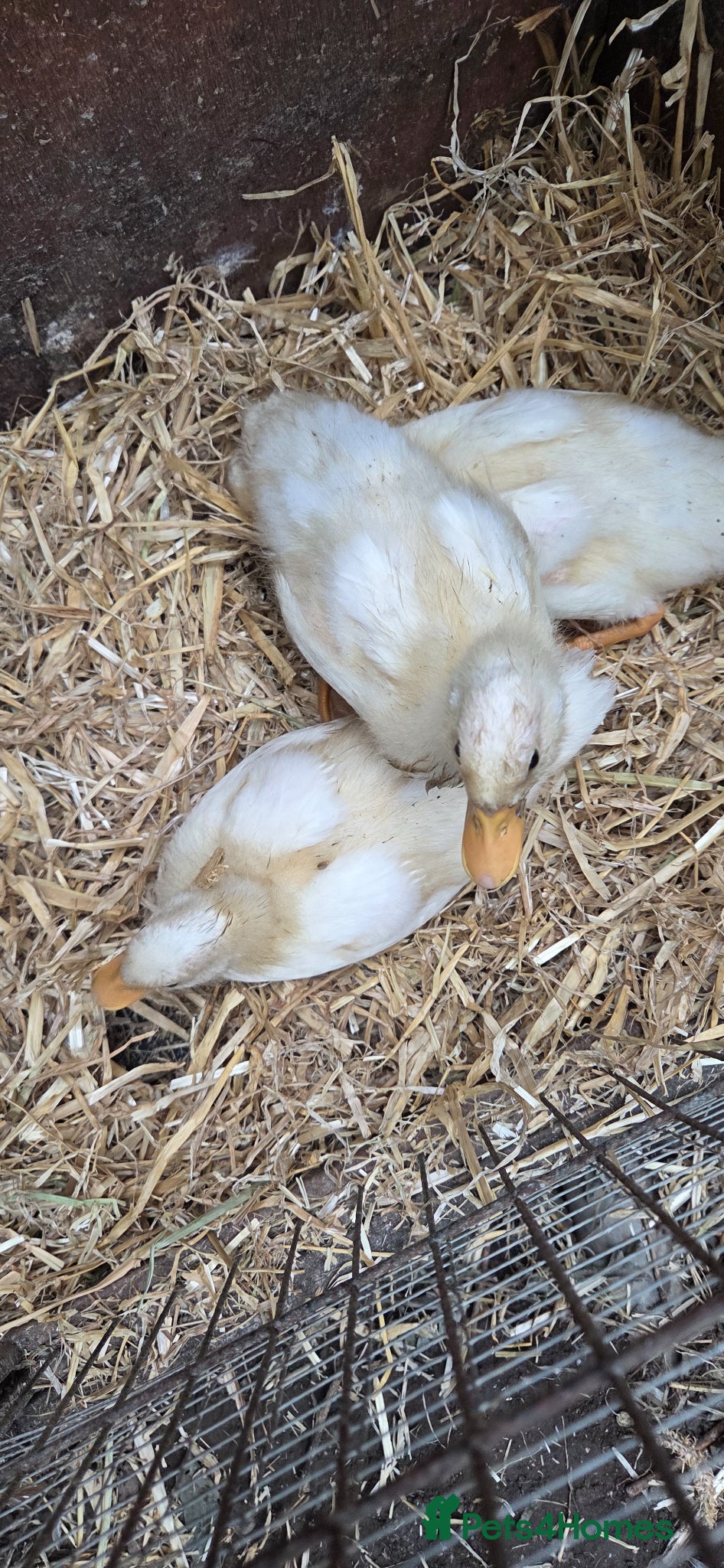 Ducks poultry Call ducks 6 week old unsexted - Advert 3