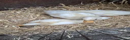 Ducks poultry for sale: Call ducks 6 week old unsexted in Pontefract - Advert 1