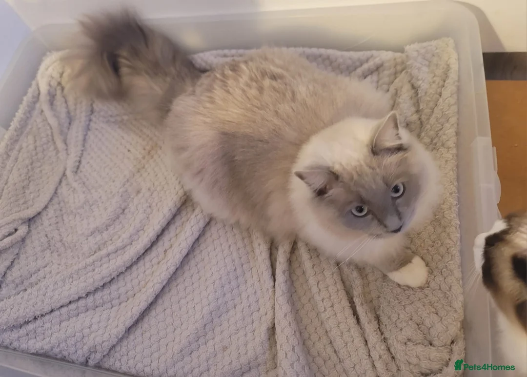 Ragdoll cats for stud: TICA Active blue mitted *True Mink*stud DNA TESTED in Farnborough - Advert 3