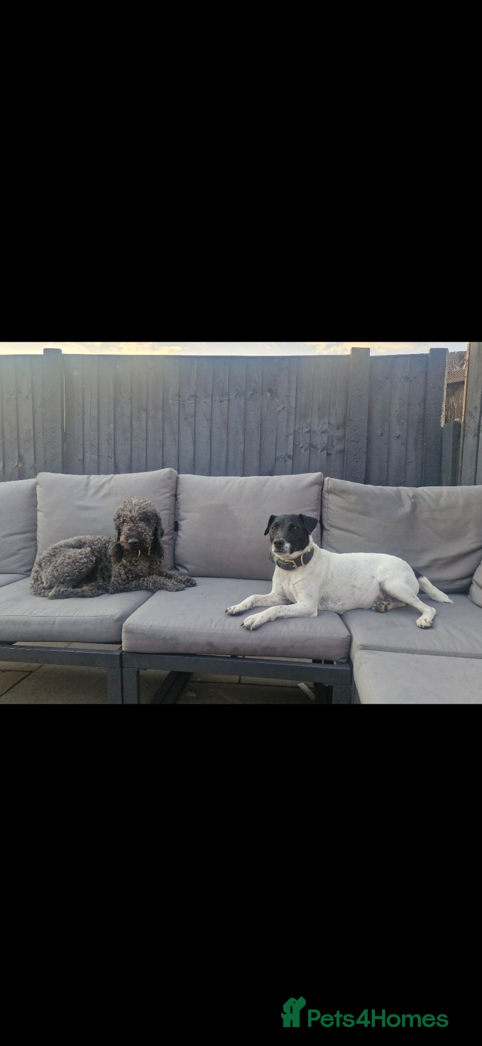 Mixed Breed dogs Jack russell x bedlington terrier  - Advert 2