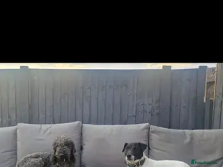Mixed Breed dogs Jack russell x bedlington terrier - Advert 2