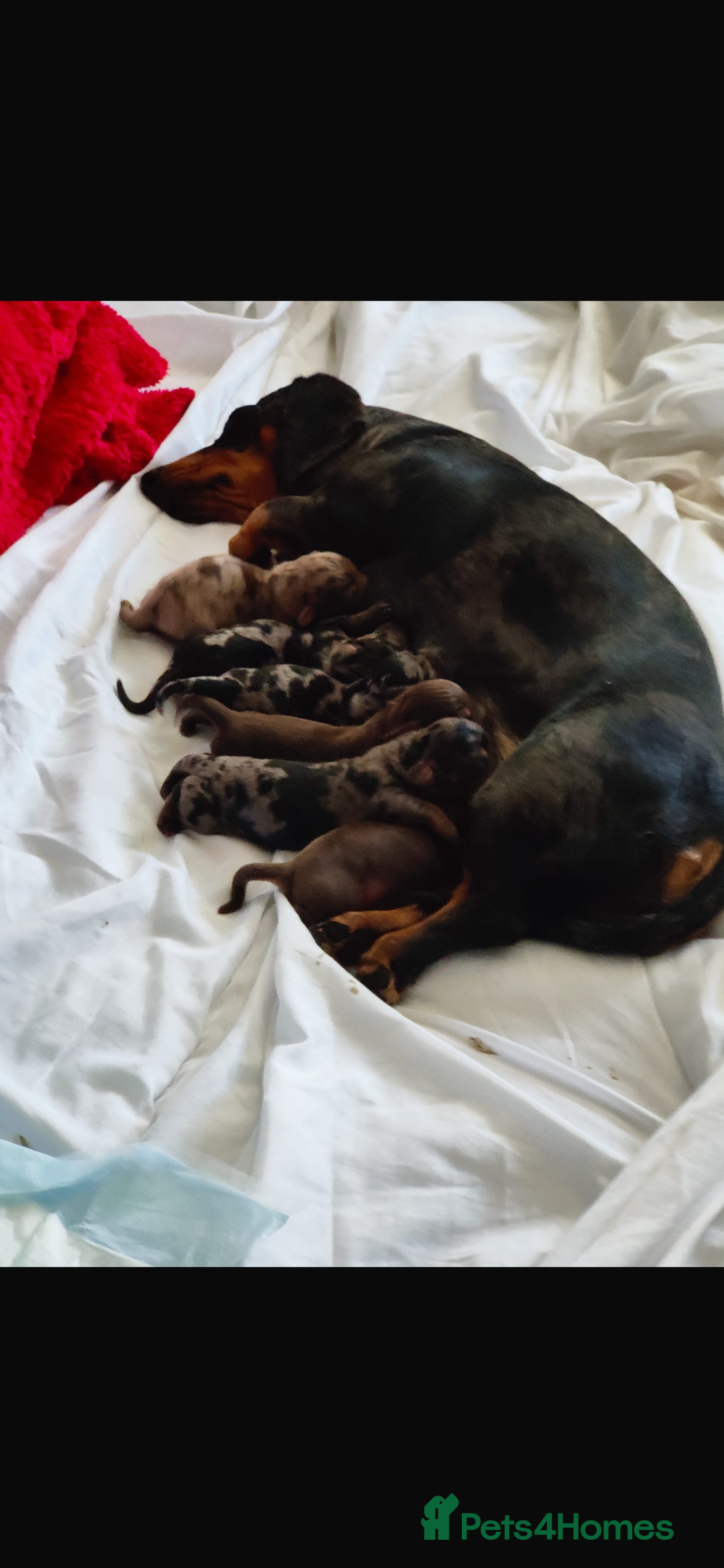 Miniature Dachshund dogs for sale: Miniature dachshund  - Image 2