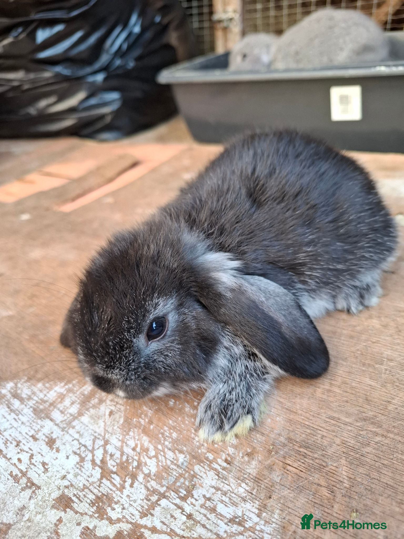 Mini Lop rabbits Beautiful Mini Lops - Advert 1