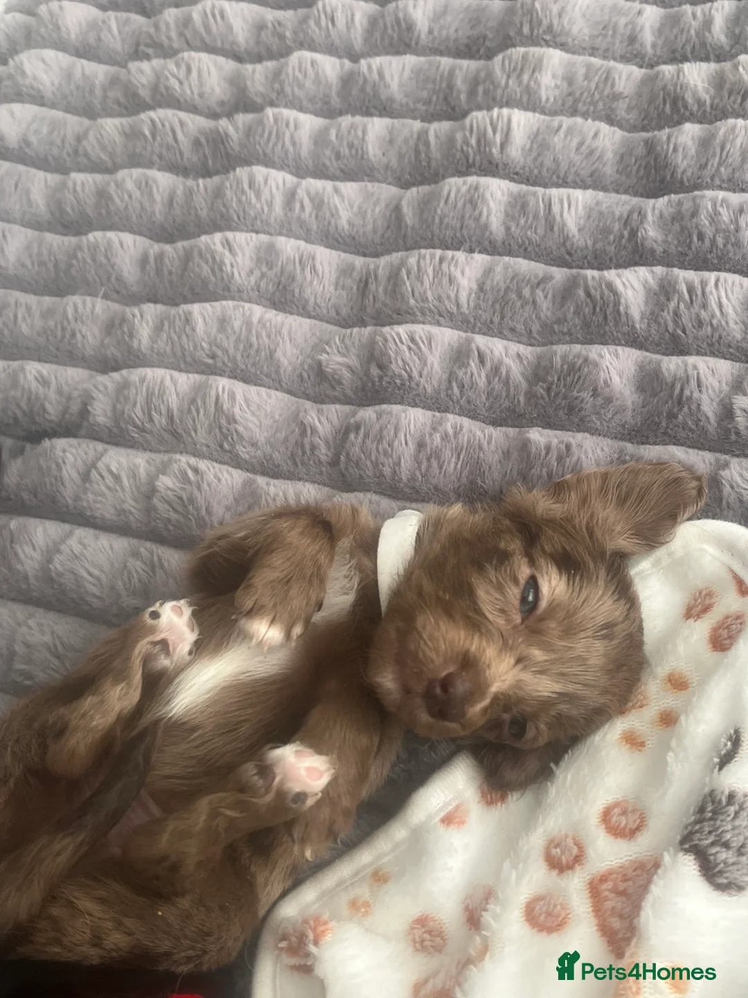 Mixed Breed dogs for sale: STUNNING COCKER SPANIEL x DACHSHUND (DOCKERS) - Advert 2