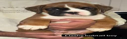 Boxer dogs for sale: 5 Gorgeous Kennel Club Registered Boxer Puppies - Advert 14